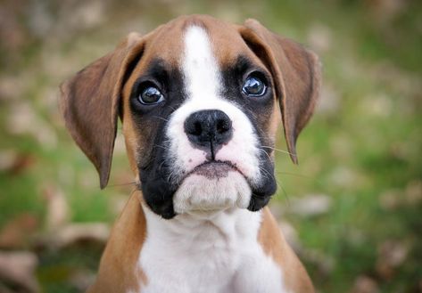 Boxer Puppies For Sale - AKC PuppyFinder Boxer Pup, Boxer Puppies For Sale, Boxer Dog Puppy, Boxers Dogs, Easy Dog Treat Recipes, Cesar Millan, Puppies For Sale Near Me, Boxer (dog), Boxer Puppy