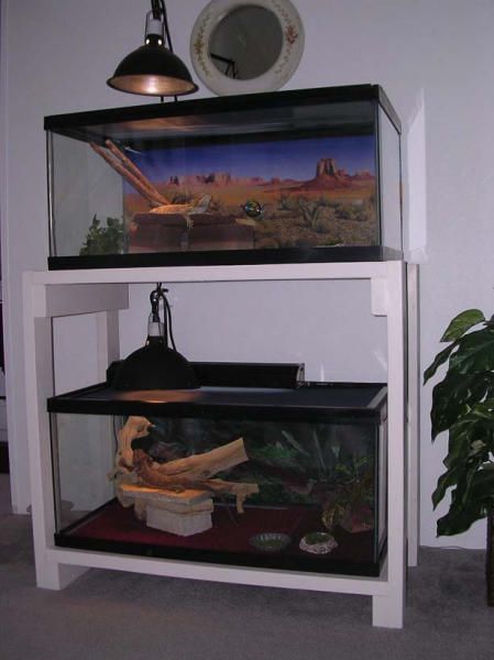 kingsnake.com photo gallery > Cages, Terrariums, Ponds, Aquariums > Completed Double tank Stand Terrarium Stand Reptile, Reptile Tank Stand Diy, Reptile Stand Ideas, Tank Stand Ideas, Aquarium Stand Diy, Aquarium Stand Ideas, Reptile Tank Stand, 20 Gallon Aquarium Stand, Dart Frog Terrarium