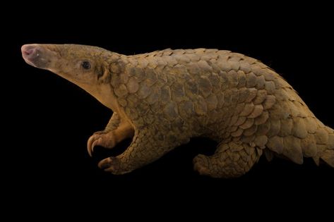 Sunda Pangolin Sunda Pangolin, Cuc Phuong National Park, Joel Sartore, Endangered Species, National Geographic, Animals Wild, Animal Pictures, Mammals, National Park