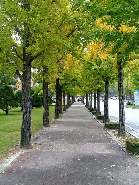 God Peace, Landscape And Urbanism Architecture, Road Photography, Street Trees, Urban Forest, Photo Background Images Hd, Landscape And Urbanism, Dslr Background Images, Landscape Photography Nature