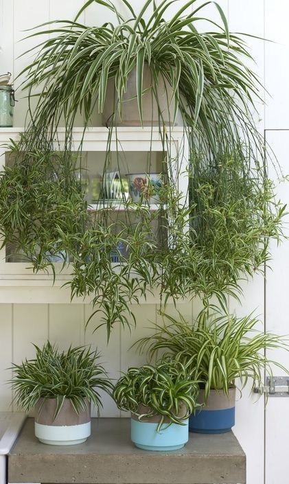 Houseplant Trellis, Indoor Plant Trellis, Ficus Pumila, Plants Hanging, Indoor Plant Wall, نباتات منزلية, Household Plants, Spider Plant, Plant Care Houseplant