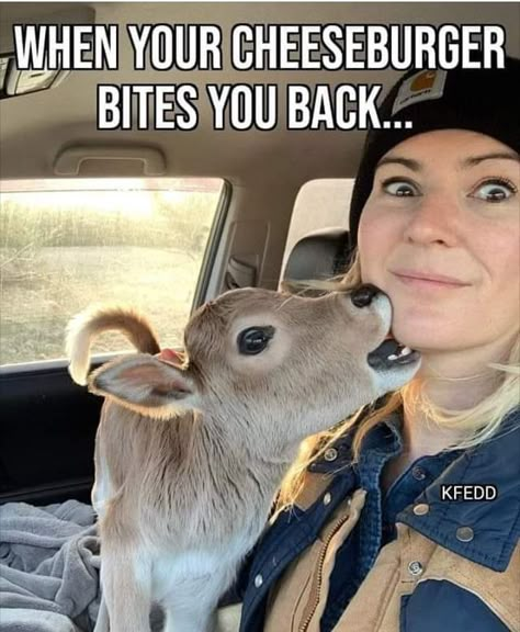 Hunting Quotes Funny, Farm Jokes, Show Cows, Farm Humor, Country Jokes, Country Humor, Cows Funny, Funny Animal Jokes