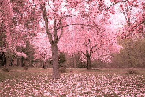 Fallen Petals, Spring Flowering Trees, Forest Drawing, Flowering Tree, Pink Forest, Soft Pink Theme, Pink Trees, Pastel Pink Aesthetic, Iconic Photos