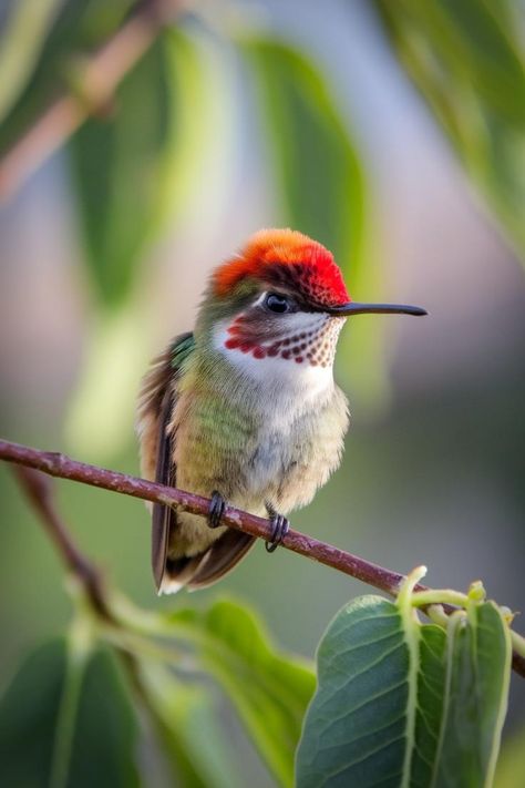 Baby Hummingbird, What to Do If You Find a Baby Hummingbird, Hummingbird Migration, Baby Hummingbirds, Hummingbird Photos, Tiny Bird, Humming Bird, Earth Angel, Birdwatching, Colorful Birds, Bird Garden