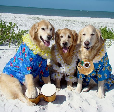 Fort Myers Beach Florida .. Beach Bum Pawty with Tyler, Brie and Bentley ~ AAAWWW~ Fort Myers Beach Florida, Fort Myers Beach, Best Dog Breeds, Florida Beach, Dogs Golden Retriever, Golden Retrievers, Dog Kennel, Fort Myers, Beach Bum