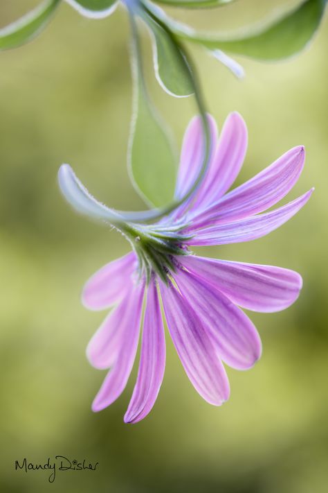 Cape Daisy | Mandy Disher | Flickr Cape Daisy, Wildflower Garden, Flower Artwork, Love Garden, Delphinium, Beautiful Blooms, Flower Photos, Flower Pictures, Real Flowers