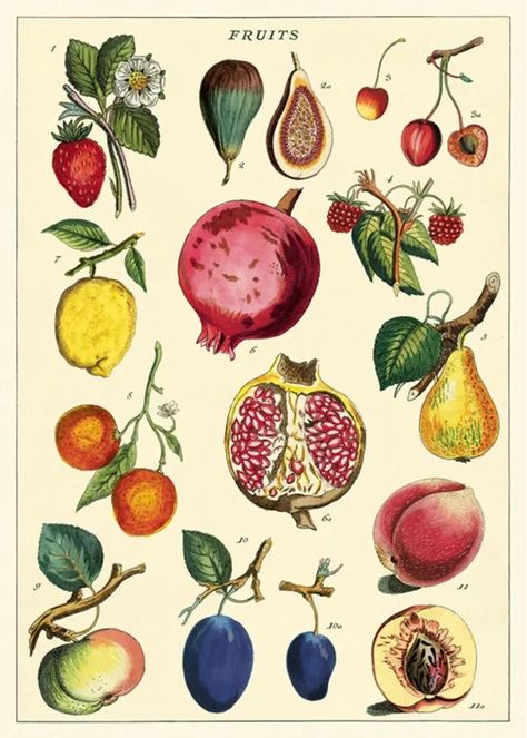 Paper Fruit, Fruits Images, Vintage Tea Towels, Illustration Botanique, Fruit Illustration, Scientific Illustration, Botanical Drawings, Beautiful Posters, Vintage Botanical