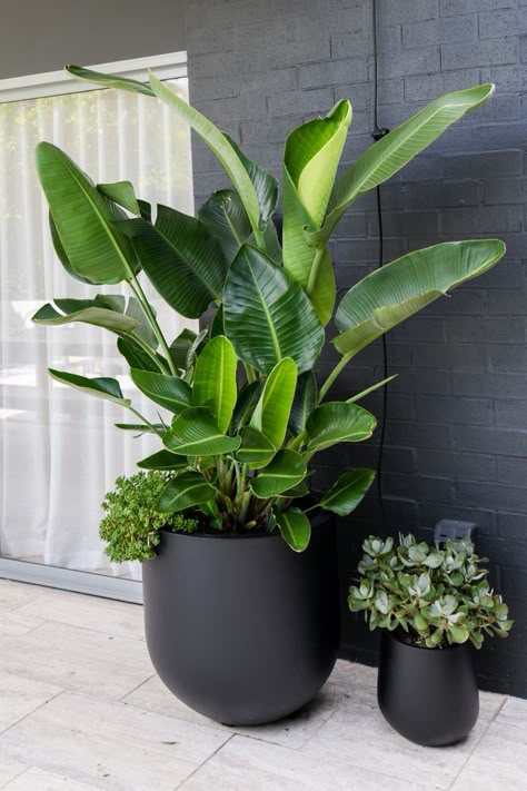 Outdoor Pot Plants Australia, Big Pot Plants Outdoor Ideas, Outdoor Large Potted Plant Ideas, Tropical Garden In Pots, Strelitzia Nicolai Outdoor, Large Indoor Potted Plants, Large Outdoor Potted Plants, Tropical Plant Indoor, Plants In Big Pots Outdoor