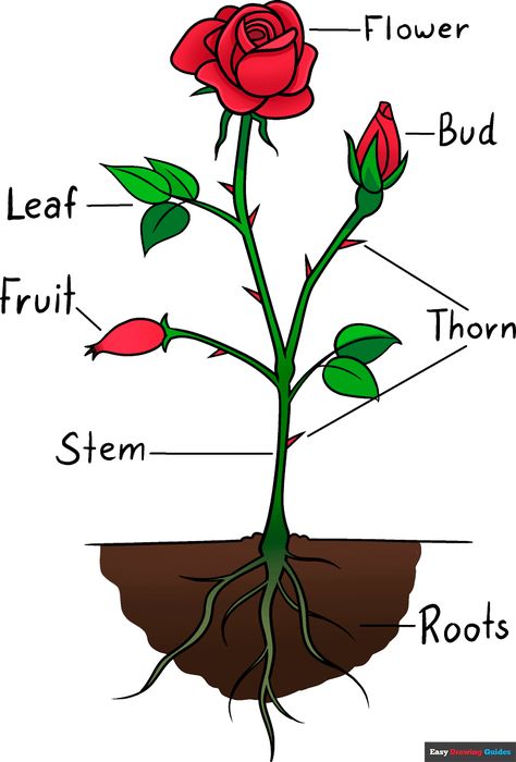 Parts Of Plants Drawing, Rose Plant Drawing, Parts Of Plants Chart, Realistic Flower Drawing, Cartoon Rose, Rose Outline, Easy Flower Drawings, Planting For Kids, Botanical Line Drawing