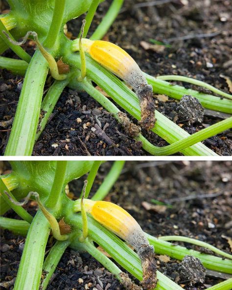 Prevent blossom end rot in your zucchini and squash with these 9 tips Growing Squash, Zucchini And Squash, Growing Zucchini, Zucchini Recipes Healthy, Zucchini Banana Bread, Squash Plant, Seed Starter Kit, Squash Varieties, Healthy Zucchini