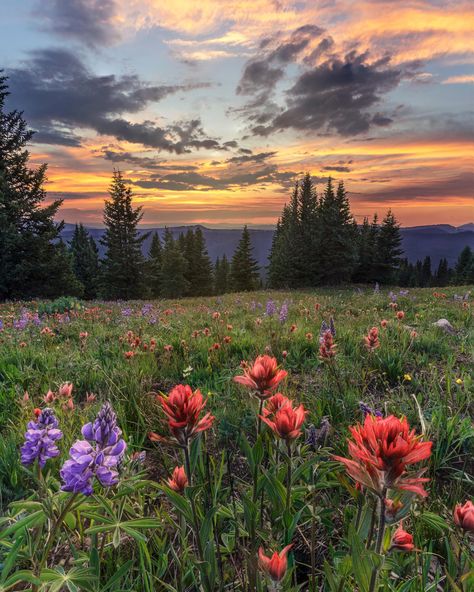 Wildflower Sunset Shrine Ridge Colorado [OC] [1639x2048]  Click the link for this photo in Original Resolution.  If you have Twitter follow twitter.com/lifeporn5 for more cool photos.  Thank you author: https://bit.ly/32MvXnq  Broadcasted to you on Pinterest by pinterest.com/sasha_limm  Have The Nice Life! Wildflower Sunset, Colorado Flowers, Calming Images, Calming Pictures, Beautiful Scenery Pictures, Scenery Pictures, Flower Landscape, Spring Photography, Geocaching