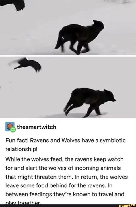 Raven And Wolf, Pictures Of Animals, Symbiotic Relationships, Funny Lol, Animal Facts, Adorable Animals, Ravens, Fun Fact, Animal Memes