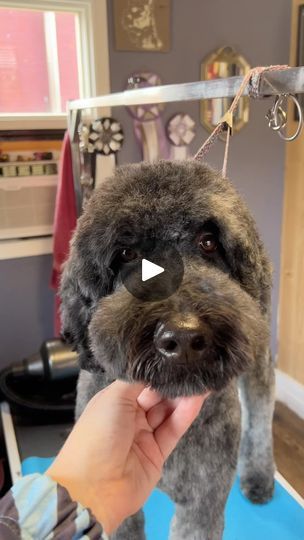 2.4K views · 4.7K reactions | How I trim in most doodle heads. #doodlesofinstagram #doodles #poodlemix #doggrooming | Marcia Strong | marcia_grooms · Original audio Doodle Head Grooming, Dog Grooming Styles, Grooming Style, Diy Dog Treats, Golden Doodle, Poodle Mix, Diy Dog, Kids Items, Diy Dog Stuff