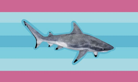 Shark Gender, Blahaj Trans, Transmasc Flag, Trans And Omni Flag, Trans Ftm Flag, Trans Shark, Trans Boys, Japanese Travel, Gender Flags