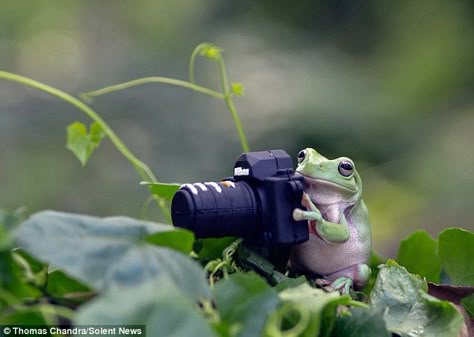 Adorable Frogs, Frogcore Aesthetic, Taking Photos, Frogs Aesthetic, Frog Photoshoot, Tiny Frogs, Frog In Water, Frogs Doing Human Things, Cute Frog Photography