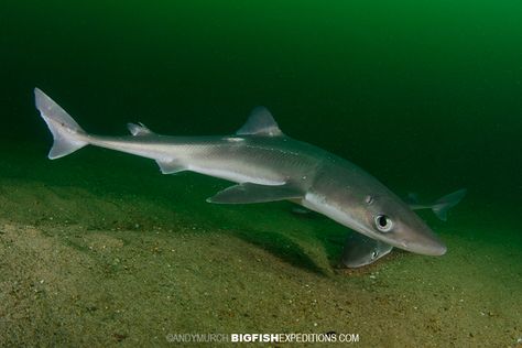 Spiny Dogfish, Rhode Island, with Bigfishexpeditions.com Spiny Dogfish, Dogfish Shark, Types Of Sharks, Species Of Sharks, Small Shark, Shark Jaws, Shark Fishing, Deep Sea Fishing, Aquatic Animals