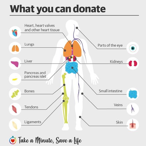 Organ donation Australia: What you can donate | The Courier-Mail Organ Donation Slogans, Body Donation Posters, Organ Donation Poster Drawing, Organ Donation Poster Creative, Organ Donation Quotes, Organ Donation Poster, Donation Poster, Donation Quotes, Blood Donation Posters