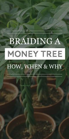 Money Plant Decor, Money Tree Plant Care, Chinese Money Tree, Money Tree Bonsai, Money Tree Plant, Tree Stem, Indoor Oasis, How To Braid, Tree Growth