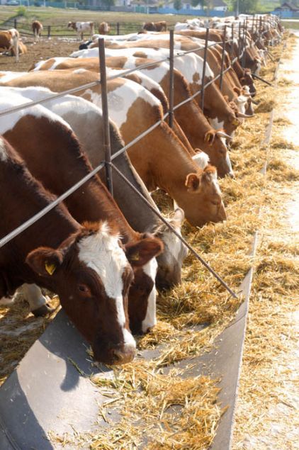 Cattle feeding Feedlot Cattle Design, Cattle Barn Designs, Cow Shed Design, Gado Leiteiro, Cattle Feeder, Cattle Corrals, Livestock Shelter, Cattle Feed, Cattle Barn