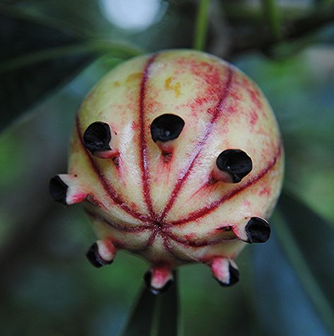 A most unusual fruit... Clusia fruit will break open to reveal seeds by jungle mama, via Flickr by Susan Ford Collins Unusual Fruits, Weird Fruit, Fruit World, Strange Fruit, Beautiful Fruits, Exotic Food, Unusual Plants, Exotic Fruit, Porcelain Flowers