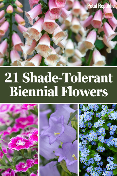 If your garden has a few neglected shady corners, these shade-tolerant biennials are the perfect way to bring an array of color and woodland foliage to those areas. Like other types of biennials, these plants focus on establishing themselves in year 1 and blooming in year 2. Best Outdoor Plants For Shade, Shade Tolerant Flowers, Partial Shade Flower Bed Design, Flowers That Grow In Shade, Flowers That Come Back Every Year, Best Shade Flowers, Plants That Like Sun, Partial Sun Flowers, Flowers That Like Shade