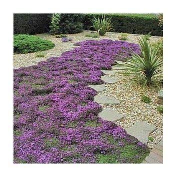 Mother Of Thyme, Colorful Landscaping, Ground Cover Seeds, Perennial Ground Cover, Creeping Thyme, Stone Path, Ground Cover Plants, Have Inspiration, Hardy Perennials