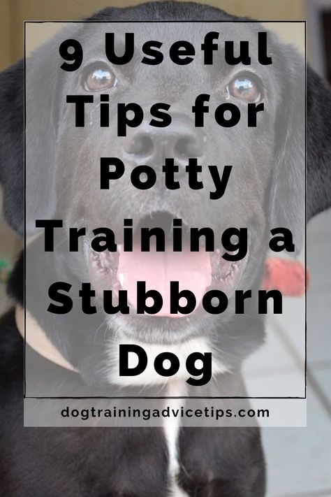 German Shepherd Training, Basic Dog Training, Dog Behavior Problems, Dog Potty Training, Dog Potty, Potty Train, Potty Training Tips, Potty Training Puppy, Dog Training Advice