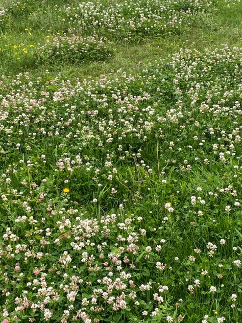 Grass Asethic, Summer Grass Aesthetic, Grass Background Aesthetic, Grass Aesthetic Wallpaper, Russian Summer Aesthetic, Green Grass Aesthetic, March Background, Grass Aesthetic, March Backgrounds