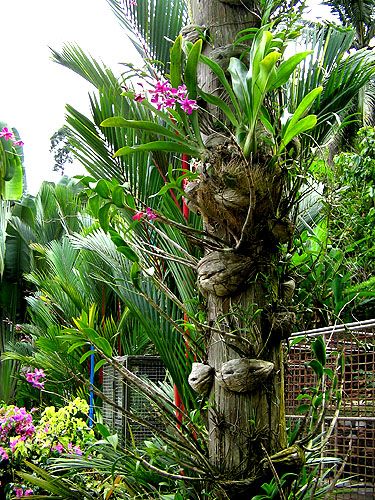 orchids on a tree Orchid Shelf, Orchid Garden Ideas, Flower Gardening Ideas, Orchid Nursery, Orchid House, Flower Tower, Orchid Garden, Growing Orchids, Orchids Garden