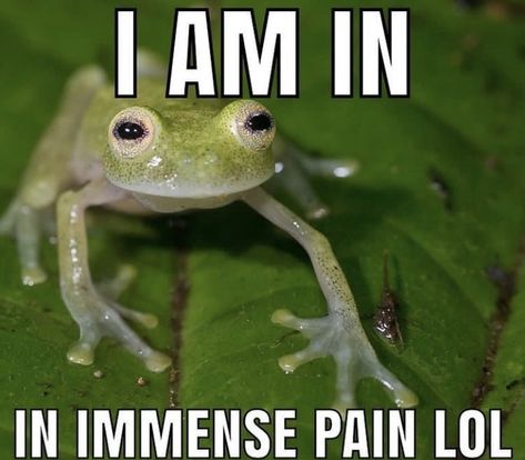 Odst Halo, Frog Meme, Frog Pictures, Meme Page, Funny Animal Photos, The Dentist, Funny Frogs, Pose For The Camera, Funny Animal Jokes