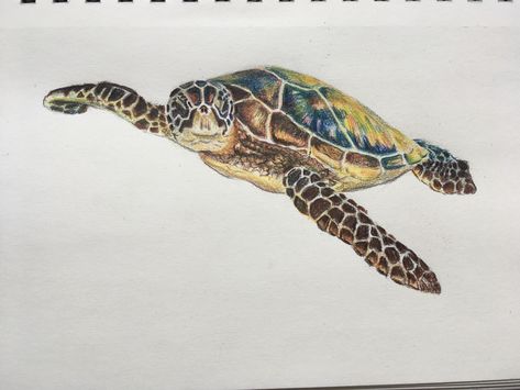 A Hawksbill sea turtle. #hawksbillturtle #seaturtle Hawksbill Sea Turtle, Colored Pencil, Sea Turtle, Colored Pencils, Pencil, Drawings, Animals, Color, Coloured Pencils