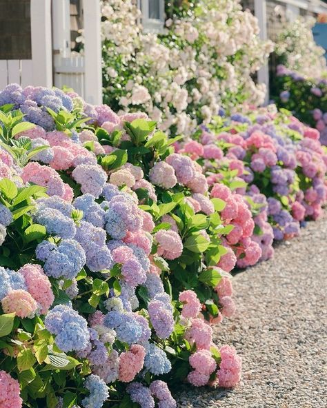 All Posts • Instagram Big Leaf Hydrangea, Bigleaf Hydrangea, Hydrangea Macrophylla, Vibrant Purple, In The Garden, Spring Time, Hydrangea, The Garden, Purple