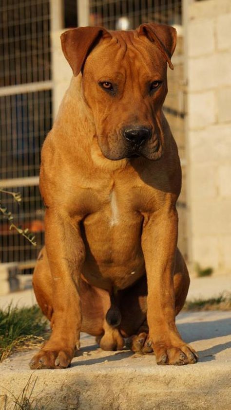 Veiligplek Crespo South African Mastiff, African Boerboel, Bully Dogs, Protective Dogs, Bully Breeds Dogs, Every Dog Breed, Beautiful Lion, Huge Dogs, Lion Dog