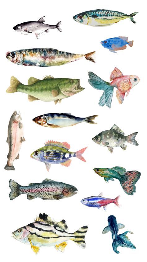 watercolour fish inspo Fish Species Chart, Watercolour Fish Paintings, Sardine Watercolor, Small Fish Drawing, Watercolor Fish Painting, Pastel Fish, Watercolour Fish, Art Documentation, Fish Collage