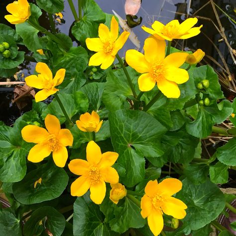 Daily Flower Candy: Caltha palustris ssp. polypetala – The Frustrated Gardener Flower Candy, Marsh Marigold, Good Day Sunshine, Candy Flowers, Plant Identification, Meadow Flowers, Language Of Flowers, Flowering Plants, Colour Yellow