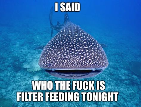 Silly Sharks, Biology Memes, Shark Facts, Shark Pictures, Shark Plush, Marine Biologist, Cute Shark, Silly Images, Marine Biology