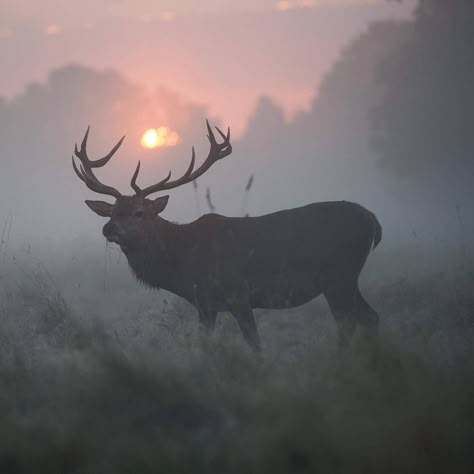 Cipher Aesthetic, Bill Cipher Aesthetic, Elk Photo, Gravity Falls Bill Cipher, Gravity Falls Bill, Bill Cipher, Animal Reference, Pretty Animals, Whitetail Deer