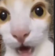 Scared Cat Reaction Pic, Shocked Cat Reaction Pic, Amazed Reaction Pic, Disgusted Cat, Jocelyn Core, White Cat Meme, Cat Laughing, Surprised Cat, Shocked Cat