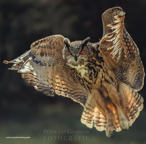 Great Horned Owl Flying, God Of Creation, Owl Flying, Owl In Flight, Flying Owl, Eurasian Eagle Owl, Dinosaur Sketch, Owl Wings, Owl Images