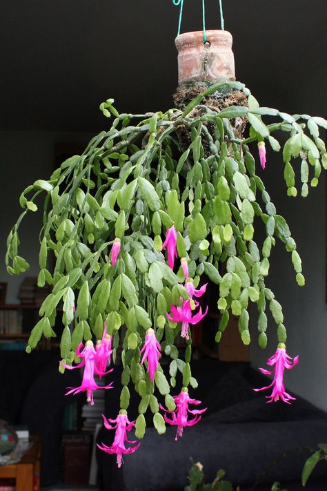 Christmas Cactus Planter Ideas, Hanging Orchid, Orchid Plant Care, Easter Cactus, Thanksgiving Cactus, Holiday Cactus, Orchid Cactus, Cactus Care, Living Room Plants