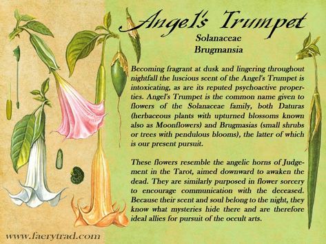 Moonflower Symbolism, Angels Trumpet Tattoo, Moonflower Meaning, Angels Trumpet Plant, Angels Trumpet Flower, Angel's Trumpet Flower, Angel Trumpet Flower, Fae Wings, Trumpet Tattoo