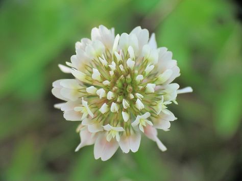 White Clover Uses, White Clover Benefits, White Clover Flower, Clover Lawn, Long Beach State, Medicinal Herbs Garden, White Clover, Herbs Garden, Medical Herbs