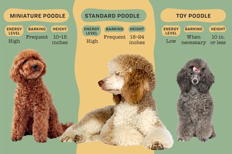 Your Guide to the 3 Types of Poodles: Toy, Miniature, & Standard Minature Poodle Haircut, Poodle Sizes Chart, Toy Poodle Teddy Bear Cut, Poodle Sizes, Miniature Poodle Haircuts, Toy Poodle Size, Medium Poodle, Poodle Teddy Bear Cut, Labradoodle Grooming