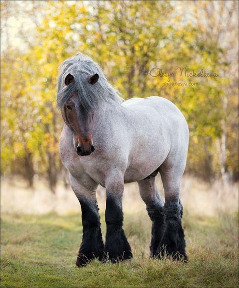 Brabant horse by Olesya Nickolaeva on 500px Horse Lovers Brabant Horse, Stallion Horses, Clydesdale Horses, Draft Horse, Big Horses, Most Beautiful Horses, Majestic Horse, All The Pretty Horses, Draft Horses