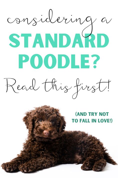 Standard Poodles Haircuts, Standard Poodle Haircut Styles Puppy, Standard Poodle Cuts, Standard Poodle Grooming, Standard Poodle Haircuts, Poodle Training, Standard Poodle Puppy, Poodle Haircut Styles, Standard Poodle Puppies