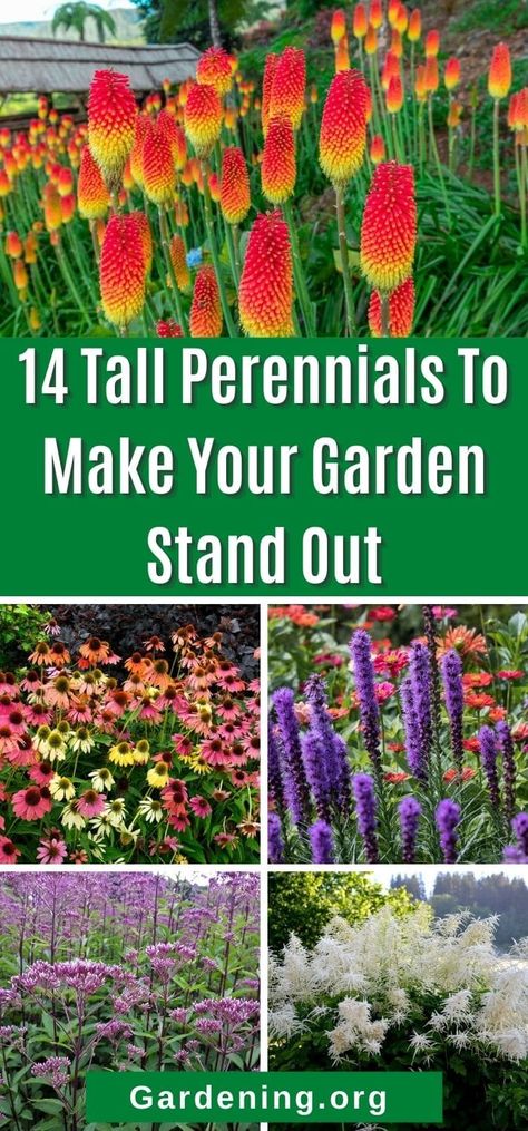 Add depth, texture, and interest to your perennial garden with these fourteen choice tall perennials. Take your perennial bed to new heights! Wildflowers Along Fence, Backyard Wildflower Garden Flower Beds, Cottage Flower Beds In Front Of House, Tall Flowers For Back Of Flower Bed, Michigan Perennial Garden, Partial Sun Perennials Flowers Garden, Tall Flowering Plants, Morning Sun Plants Perennials, Wisconsin Flower Garden