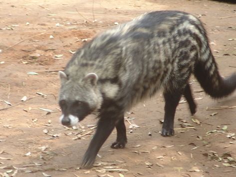 African Civet, Wild Animals Pictures, Interesting Animals, Pet Bunny, Rare Animals, Funny Birds, Pretty Animals, Animal Species, African Wildlife