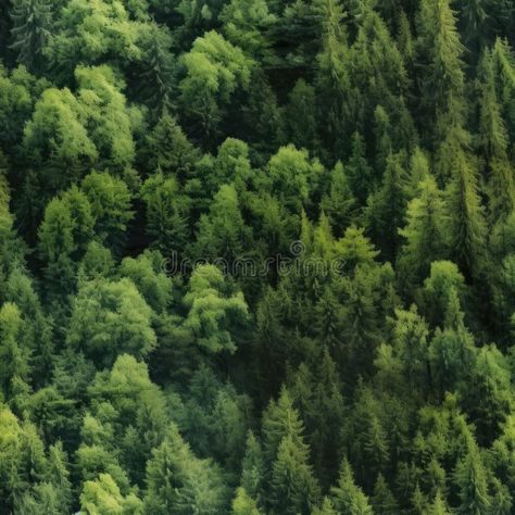 Top view of the green forest royalty free stock photo Forest Top View, Seamless Textures, Green Forest, Top View, Vector Pattern, Glamping, Stock Illustration, Royalty Free Stock Photos, Royalty Free