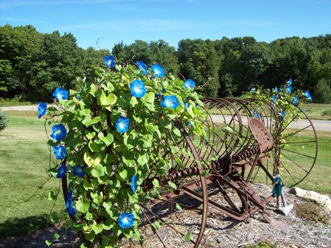 An old hay rake with morning glories in my front yard last summer. Antique Hay Rake Landscaping, Landscape Ideas Using Old Farm Equipment, Old Hay Rake Yard Decor, Antique Hay Rake Ideas, Antique Farm Equipment Landscape, Hay Rake Decor, Old Farm Equipment Landscaping, Farm Equipment Landscaping, Old Farm Equipment Decor Yards