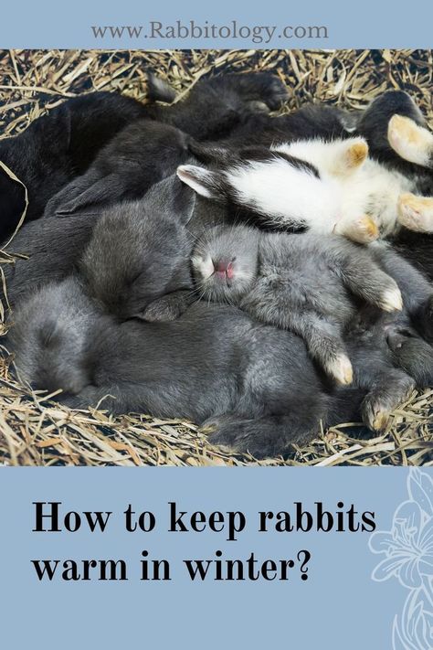 how-to-keep-rabbits-warm-in-winter Outdoor Bunny Habitat Winter, Diy Rabbit Nest Box Ideas, Rabbit Hutches Diy, Diy Rabbit Shed, Outdoor Bunny Enclosure Winter, Outside Rabbit Enclosure Ideas, Wild Rabbit Shelter, Rabbit Habitat Outdoor, Rabbit Nesting Boxes